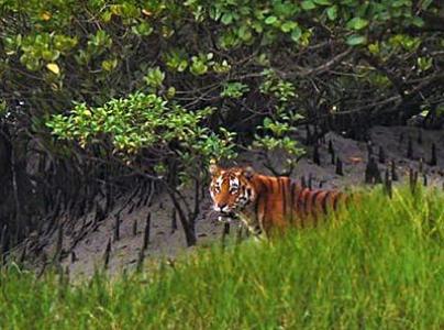 Sundarban Package Tour 