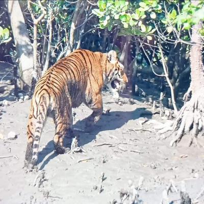 Sundarban Tour Package