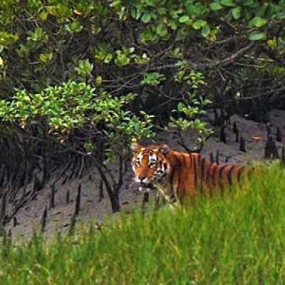 Sundarban Package Tour