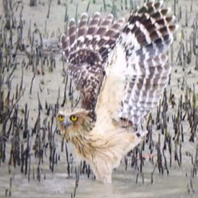 Sundarban Package Tour
