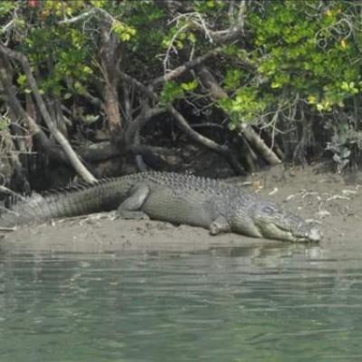 Sundarban Package Tour