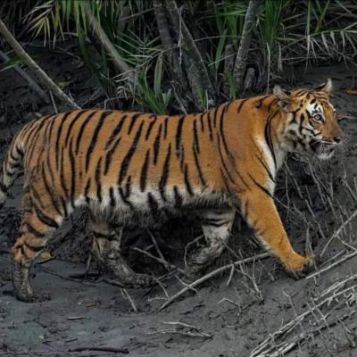 Sundarban Tour Package