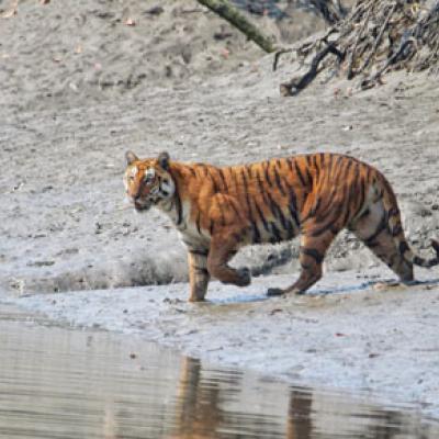 Sundarban Package Tour