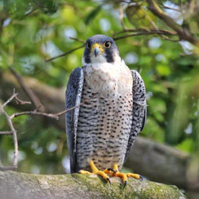 Sundarban Package Tour