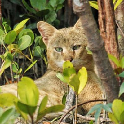 Sundarban Package Tour